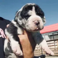 گریت دین /ژرمن و کنکورسو|سگ|تهران, شهرک آزمایش|دیوار