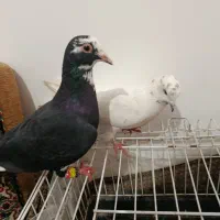 دو کبوتر ماده