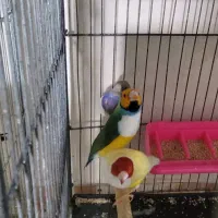 فنچ گلدین جوجه و مولد|پرنده|کرمان, |دیوار