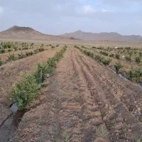 زمین  کشاورزی  طاقسکی سربیشه(سه راهی  پخت)|فروش زمین و ملک کلنگی|مود, |دیوار