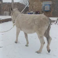 الاغ|حیوانات مزرعه|فیروزآباد (لرستان), |دیوار