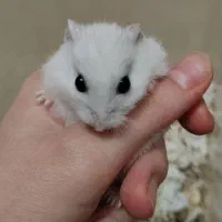 دو عدد همستر با وسایل|موش و خرگوش|تهران, نیروی هوایی (پیروزی)|دیوار