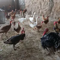 مرغ و غاز و بوقلمون موجود است .