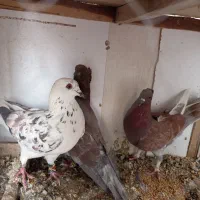 کفتر|پرنده|قم, نوبهار|دیوار