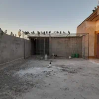 ۱۰یا ۱۵عدد کبوتر بازیدار بلند پرواز
