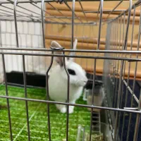 خرگوش با وسیله و لوازم