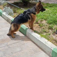 ژرمن ماده بلک فیس پا خرگوشی