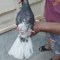 کفترشهری|پرنده|شیراز, شاپورجان|دیوار