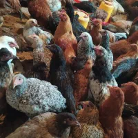 جوجه مرغ و خروس محلی اصل