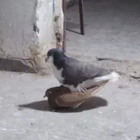 جفت شهری معاوضه