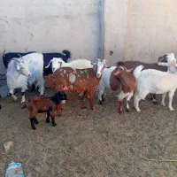 تعداد ۲۷ راس بز زاییده و ابستن|حیوانات مزرعه|مهریز, |دیوار