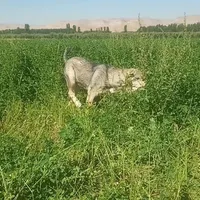 واگذاری توله|سگ|شاهین دژ, |دیوار