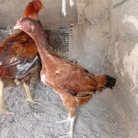 لل خروس نسل دار|حیوانات مزرعه|میناب, |دیوار