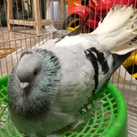 جفت کبوتر روی تخم