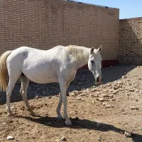 فروس دو راس اسب|اسب و تجهیزات اسب‌سواری|تهران, آرژانتین|دیوار