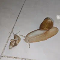 حلزون نژاد آلوبینو خالص بالغ مولد مکمل مخصوص و خاک