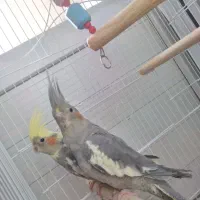 عروس هلندی|پرنده|فردیس, شهرک شهید حسینی|دیوار