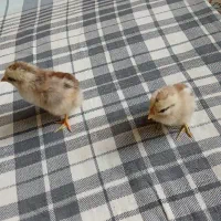 جوجه مرغ و جوجه خروس محلی اصل ذات دار