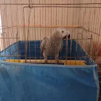 پرنده کاسکو