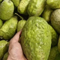 بالنگ بزرگ محلی
