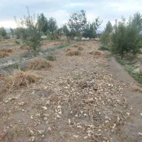 علوفه ،دام سبک،یونجه