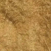 کاه گندم کوبیده