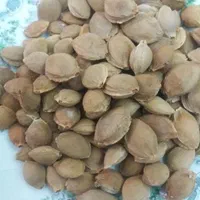 خریدو فروش برگه زردالو قیصی و هسته زردالو|خوردنی و آشامیدنی|تبریز, |دیوار