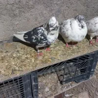 دو عدد کفتر