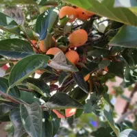 ۶۰متری همکف محدوده ی میدان نماز|اجارهٔ آپارتمان|تالش, هشتپر|دیوار