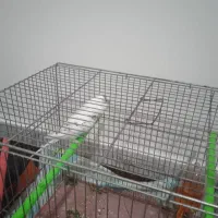 مرغ عشق|پرنده|بروجرد, |دیوار