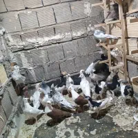 جوجه دورگ و رنگی|پرنده|فولادشهر, زاینده رود|دیوار