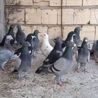 پلاکی بیرونی|پرنده|شیراز, شیخ علی چوپان|دیوار