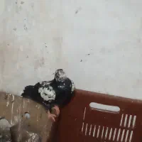 کبوتر دوبر|پرنده|لیسار, |دیوار