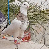 طوقی هفت رنگ نر