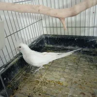 عروس هلندی البینونر