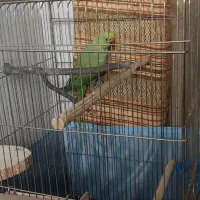 طوطی ملنگو ۲/۵ساله ماده بسیار سالم وخونگرم|پرنده|ری, ملک‌آباد|دیوار