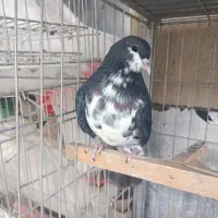 کبوتر شهری و پلاکی