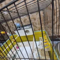 گمشده.فروش عروس هلندی،جفت مرغ عشق ،کوتوله