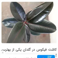 راهنمایی کنین