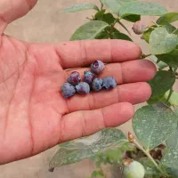 فروش نهال بلوبری درجه یک|خدمات باغبانی و درختکاری|رامسر, |دیوار