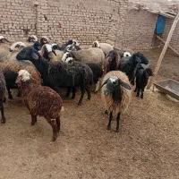 میش داشتی|حیوانات مزرعه|بوئین زهرا, |دیوار