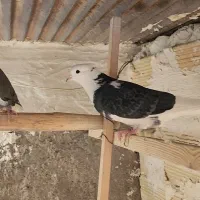 کفتر کبوتر نرو ماده پرشی|پرنده|باقرشهر, |دیوار