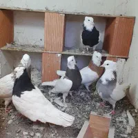 ۶ عدد طوقی آس . کفتر کبوتر