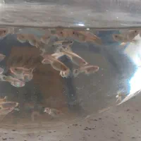 ماهی گوپی|ماهی|تهران, بهداشت|دیوار