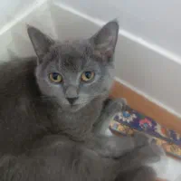 بریتیش بلو 2 تا|گربه|اراک, |دیوار