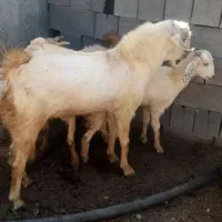 یک راس نری|حیوانات مزرعه|شمیل, |دیوار