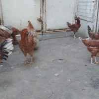 مرغ و خروس برهما و لاری  یکساله|حیوانات مزرعه|پاکدشت, خاتون آباد|دیوار