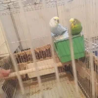 مرغ عشق دارن لونه گرم میکنن