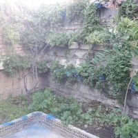 باغبانی|خدمات باغبانی و درختکاری|گنبد کاووس, |دیوار