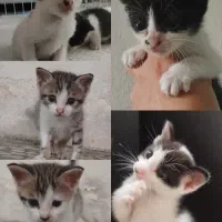 واگذاری ۵ عدد بچه گربه
